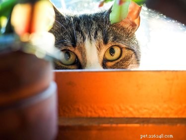 Что такое кошачья мята и как она работает?