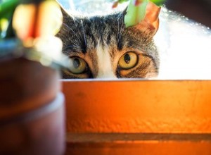 Что такое кошачья мята и как она работает?