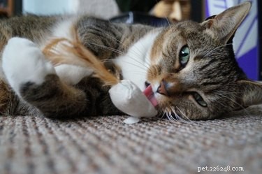 Wat is kattenkruid en hoe werkt het?
