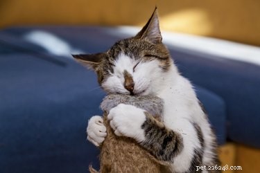 Wat is kattenkruid en hoe werkt het?