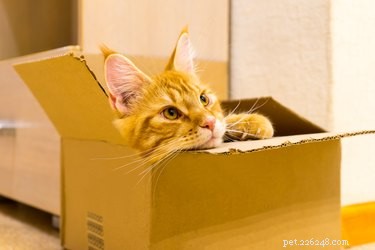 Waarom houden katten van kleine ruimtes?