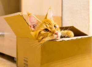 Proč mají kočky rády malé prostory?