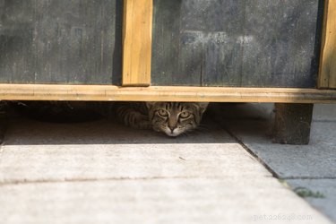 Perché ai gatti piacciono i piccoli spazi?