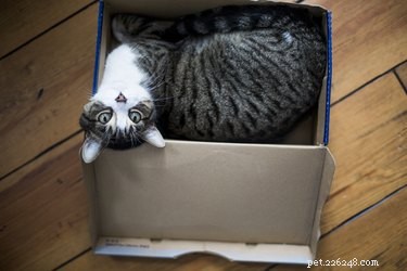 Почему кошкам нравятся маленькие пространства?