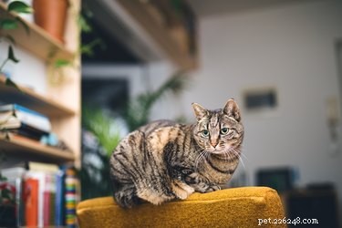 なぜ猫はそんなに好奇心が強いのですか？ 