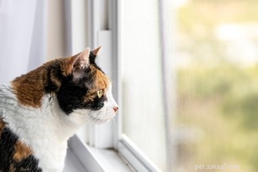 Varför är katter så nyfikna?