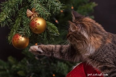 Varför slår min katt bort prydnader från julgranen?