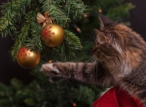 猫がクリスマスツリーから飾りをノックするのはなぜですか？ 