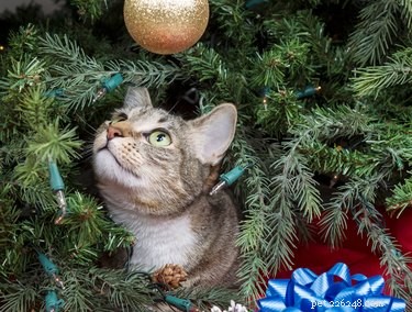 Por que meu gato derruba enfeites da árvore de Natal?