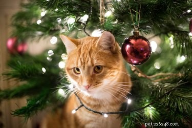 Varför slår min katt bort prydnader från julgranen?