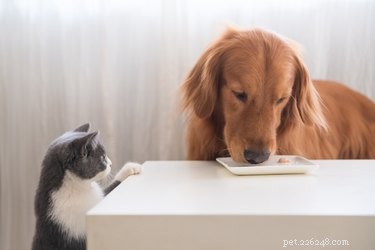고양이가 강아지 사료를 먹는 이유는 무엇입니까?