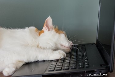 Perché ai gatti piacciono così tanto i laptop?