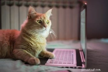 Почему кошки так любят ноутбуки?