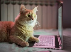 Почему кошки так любят ноутбуки?