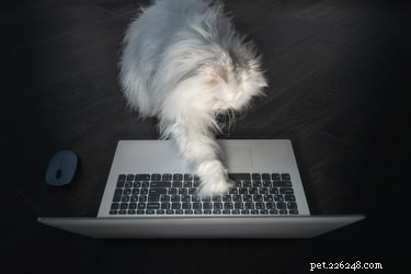 Proč mají kočky tak rády notebooky?
