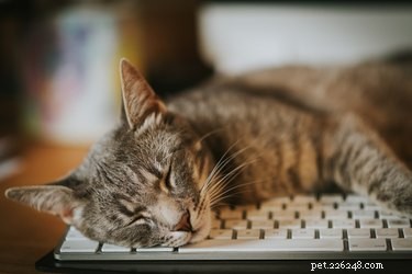 なぜ猫はラップトップがとても好きなのですか？ 