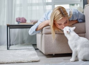 Mají kočky rády líbání?