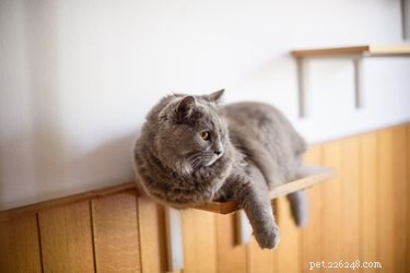 Perché ai gatti piace arrampicarsi?