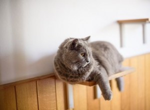 Por que os gatos gostam de escalar?
