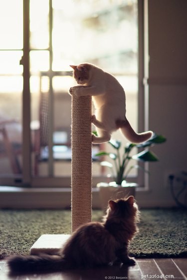Perché ai gatti piace arrampicarsi?