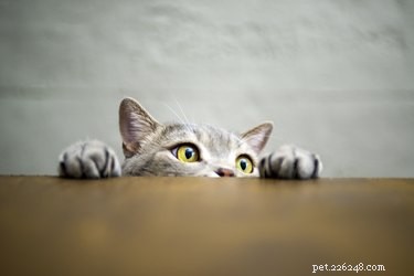Varför gillar katter att klättra?