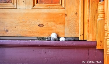 なぜ猫はバスルームのドアの下に足を踏み入れるのですか？ 