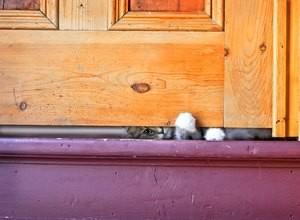 Varför tassar katter under badrumsdörrar?