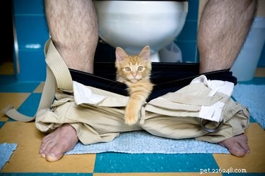 고양이가 화장실 문 아래에서 발을 딛는 이유는 무엇입니까?