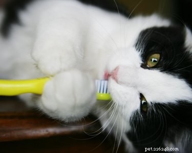 고양이가 플라스틱을 씹는 이유는 무엇입니까?
