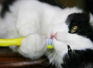 Por que os gatos mastigam plástico?