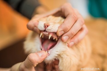 Varför tuggar katter på plast?
