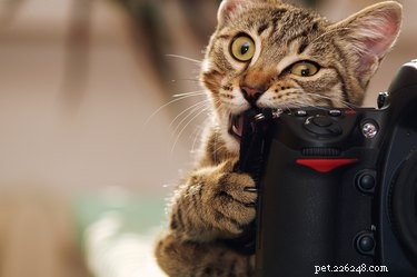 Varför tuggar katter på plast?
