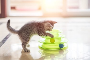 Por que os gatos mastigam plástico?