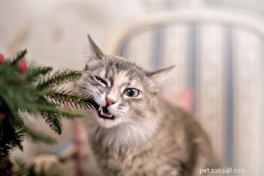 Почему кошки жуют пластик?