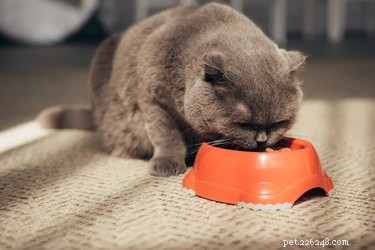Como os gatos escolhem o que comer?