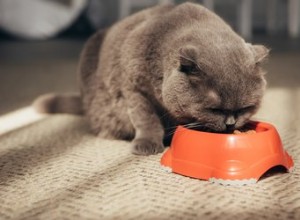 고양이는 어떻게 먹을 것을 선택합니까?