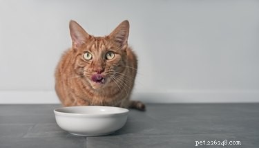고양이는 어떻게 먹을 것을 선택합니까?