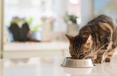 Hur väljer katter vad de ska äta?