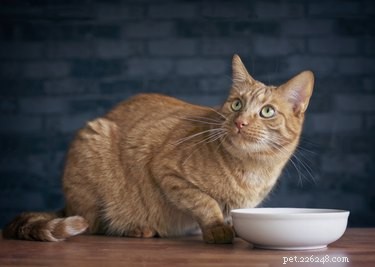 Por que alguns gatos sempre pensam que suas tigelas de comida estão vazias?