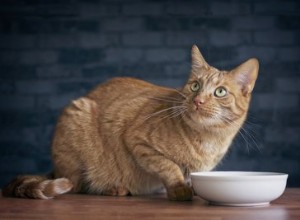왜 일부 고양이는 항상 음식 그릇이 비어 있다고 생각합니까?
