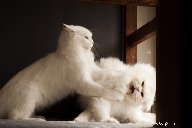 Hur man vet om dina katter gillar varandra