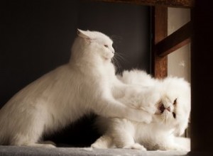 Como saber se seus gatos gostam um do outro