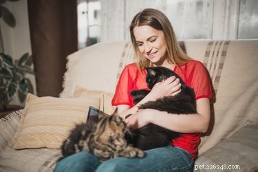 Как определить, нравятся ли ваши кошки друг другу