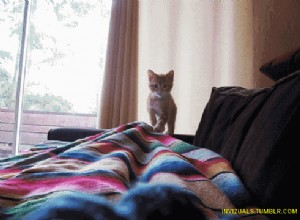 Varför viftar katter med rumpan innan de kastar sig?