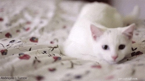 Waarom wiebelen katten met hun kont voordat ze toeslaan?