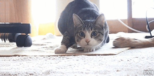 Varför viftar katter med rumpan innan de kastar sig?