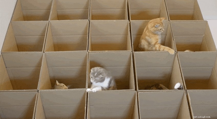 Quanto sono intelligenti i gatti? Ecco cosa la scienza non può dirci
