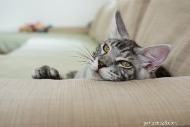 Il tuo gattino è spesso solo? Cerca questi segni che indicano che un gatto è solo