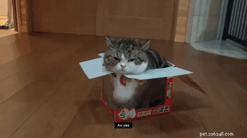 Por que os gatos ficam presos nas coisas?