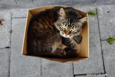 Varför fastnar katter i saker?